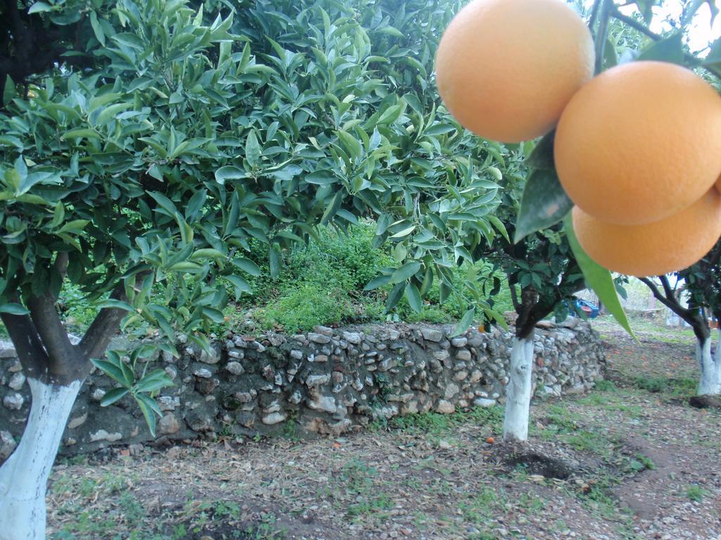 Antouan Matina * Archangelos (Rhodes)
