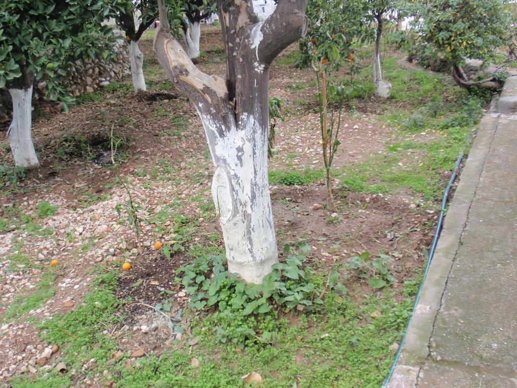 Apartament Antouan Matina
